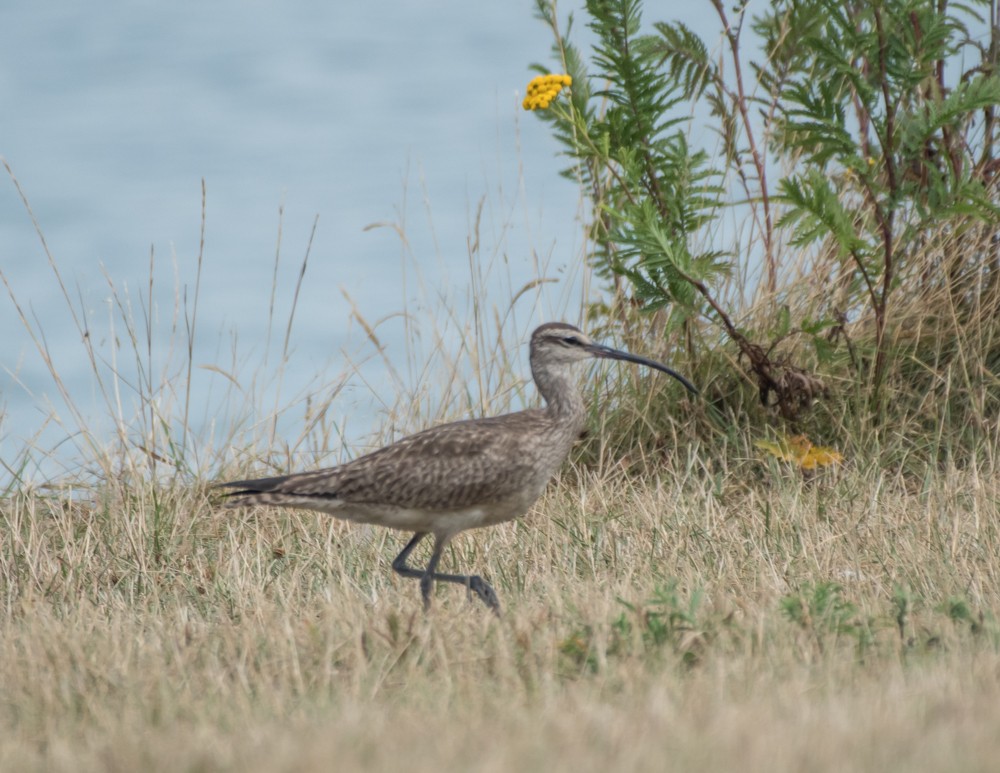 Whimbrel - josh Ketry