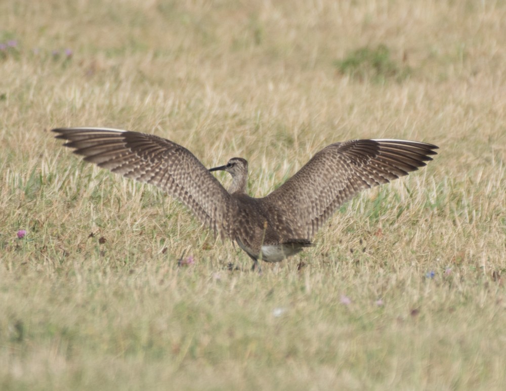 Whimbrel - josh Ketry