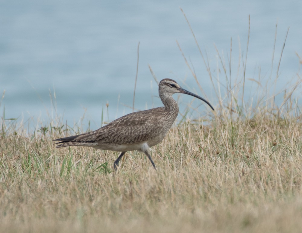 Whimbrel - ML253181501