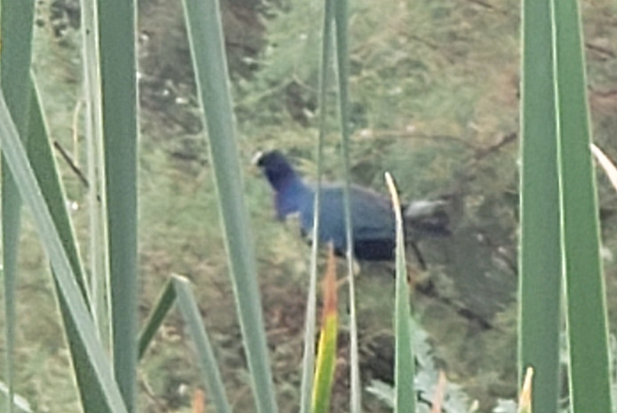 Purple Gallinule - ML253182051