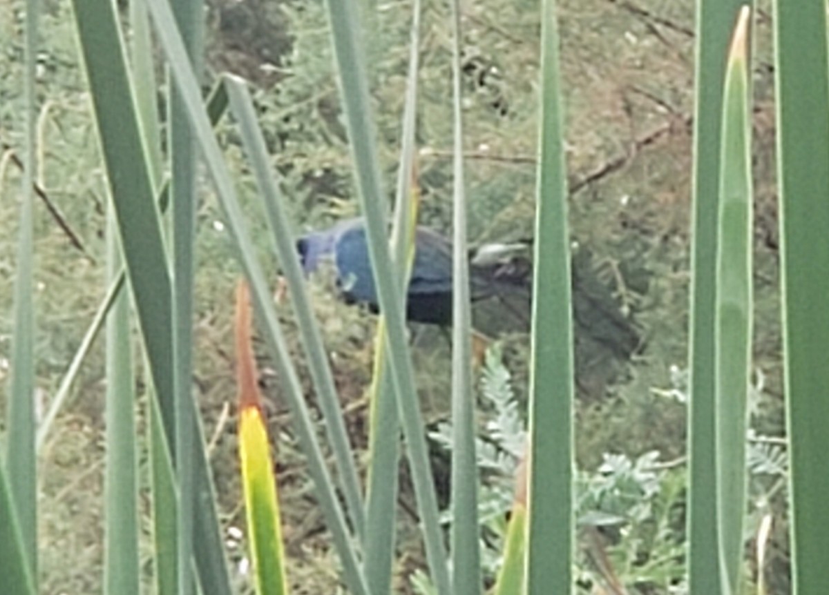 Purple Gallinule - ML253182111