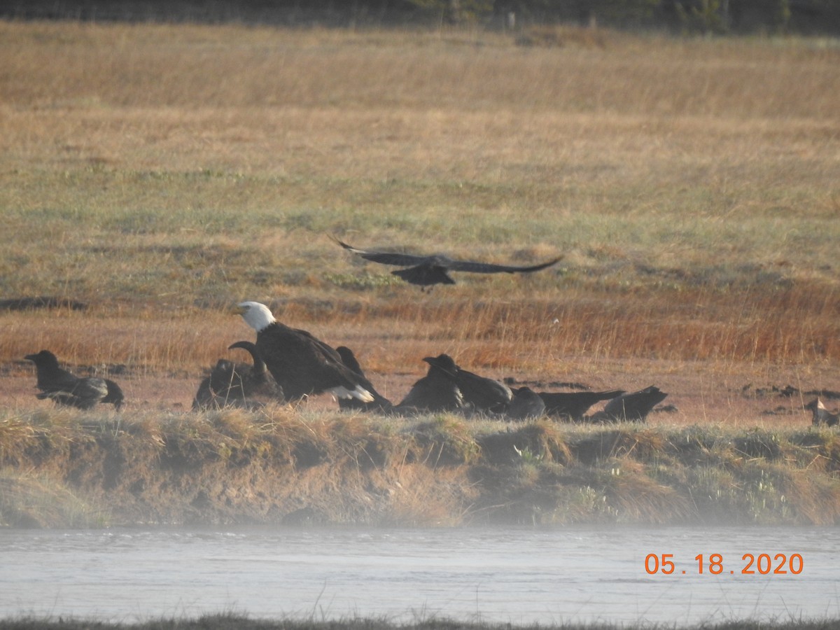 Weißkopf-Seeadler - ML253182981