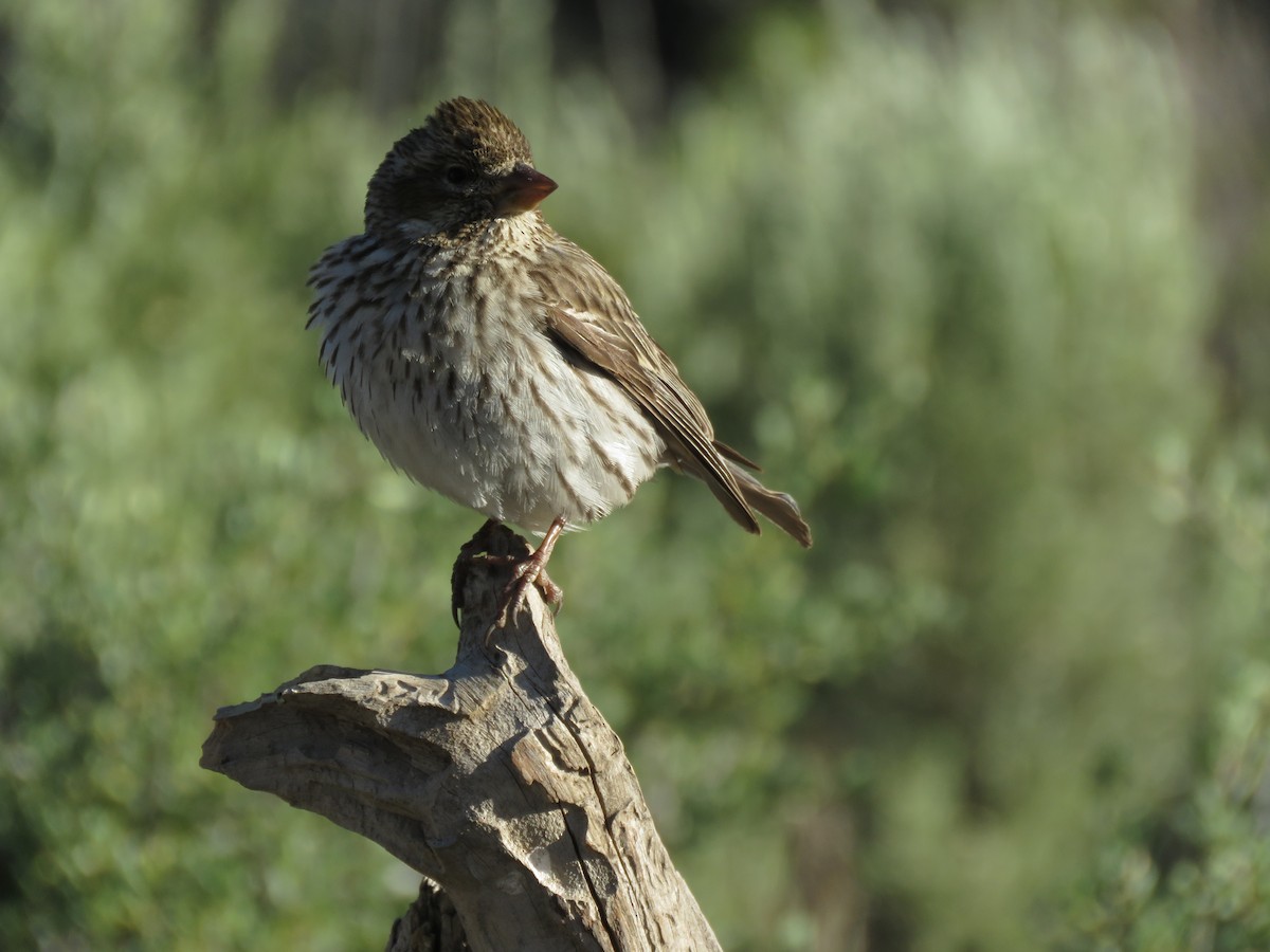 Cassin's Finch - Kai Frueh