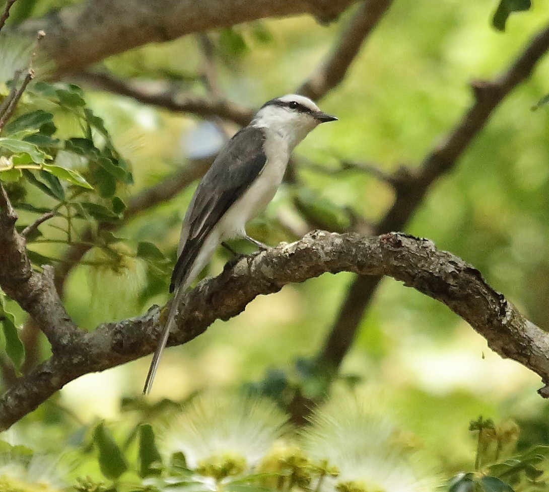 Brown-rumped Minivet - ML25318511