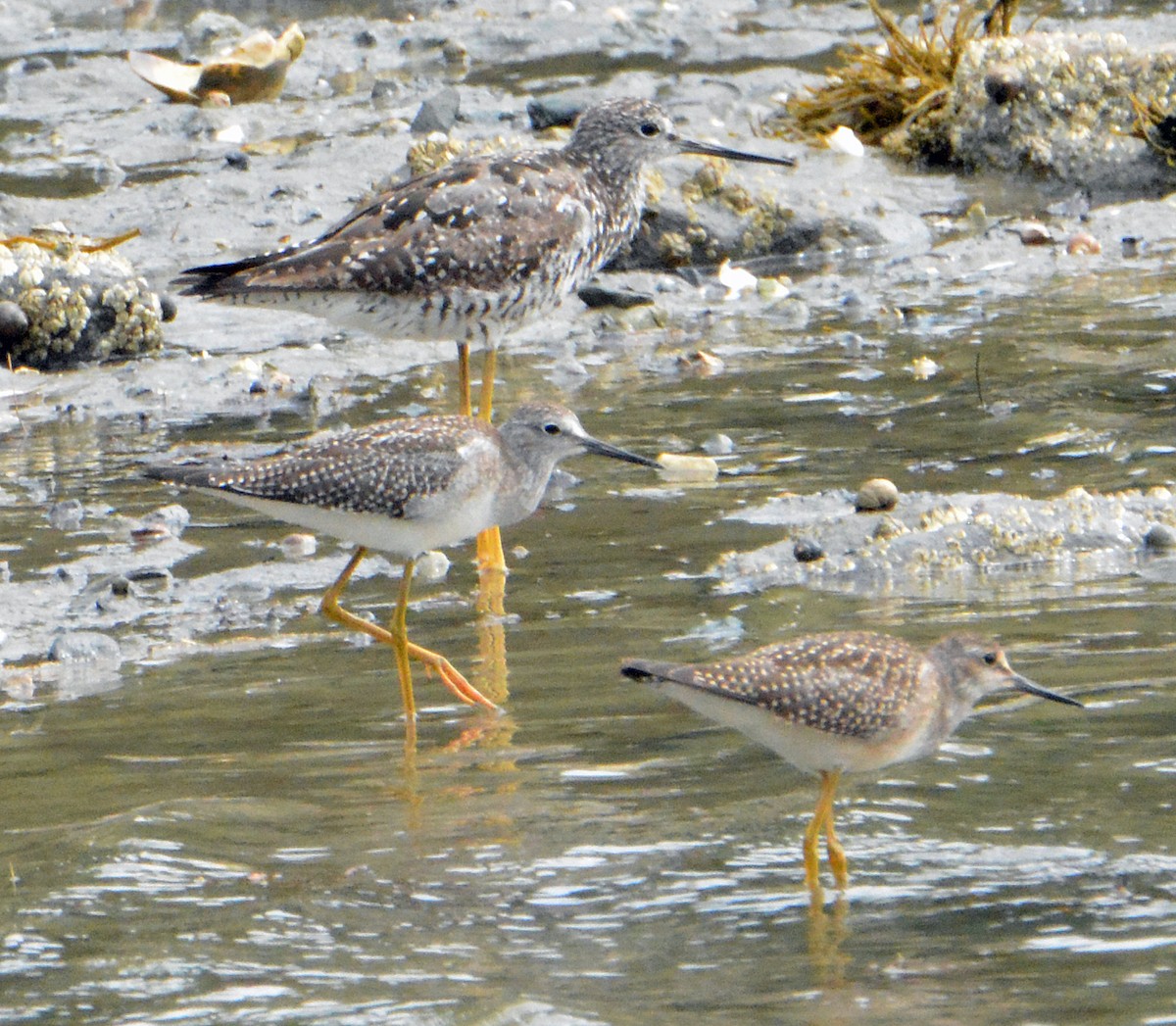 Lesser Yellowlegs - Michael J Good