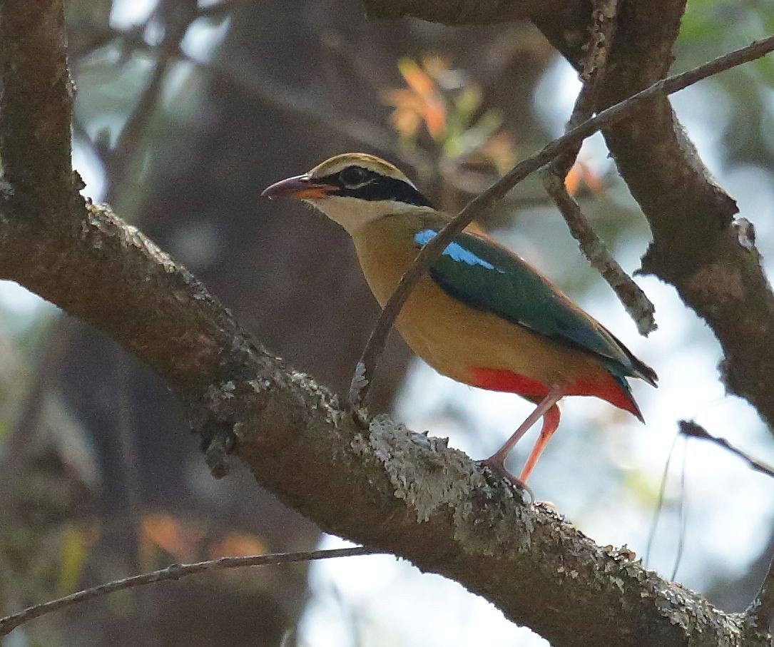 Indian Pitta - ML25318541