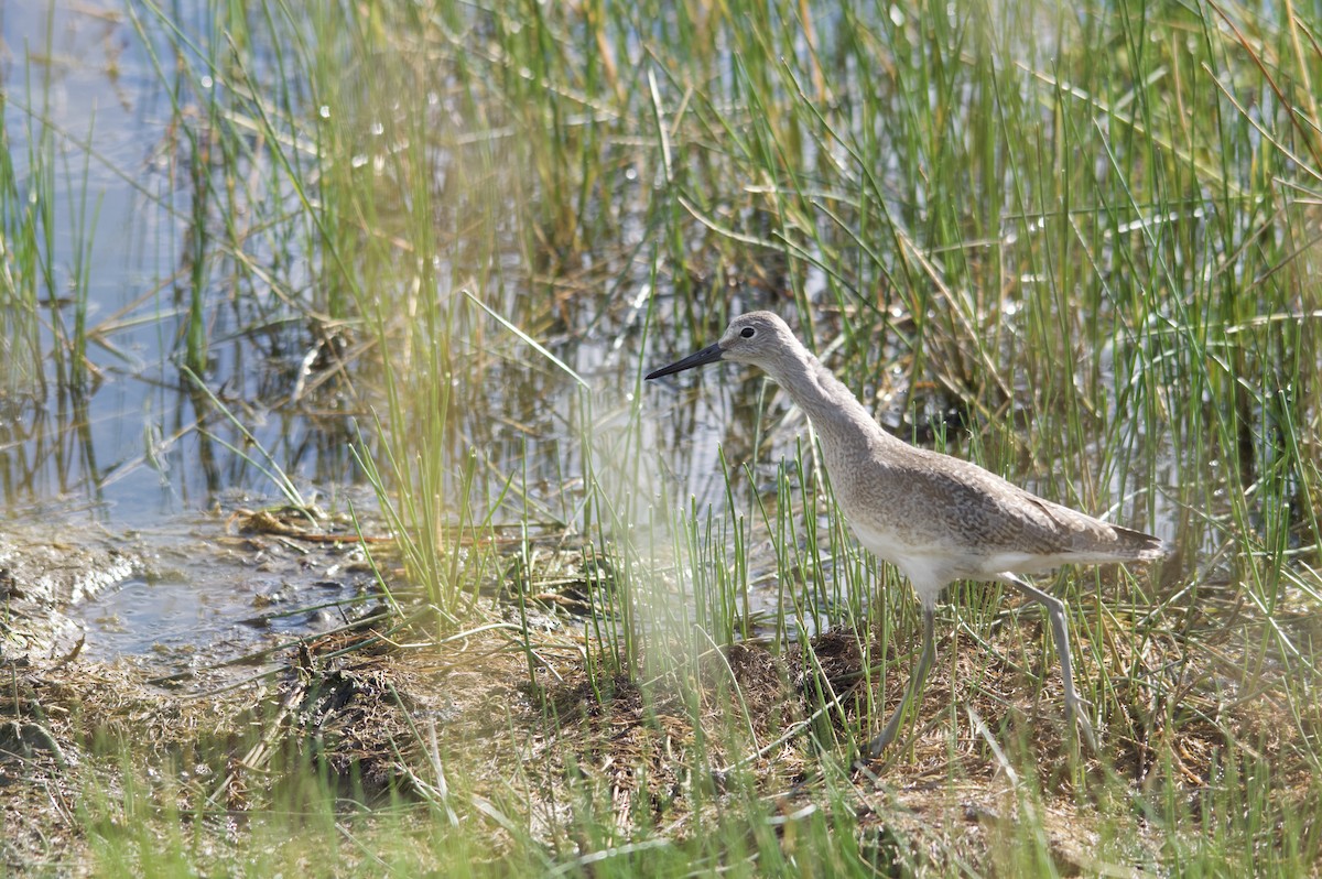 Willet - ML253186031