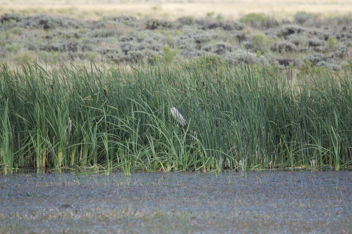 夜鷺 - ML253186341