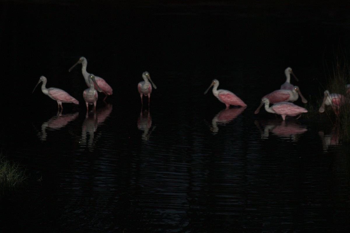 Roseate Spoonbill - ML253186441