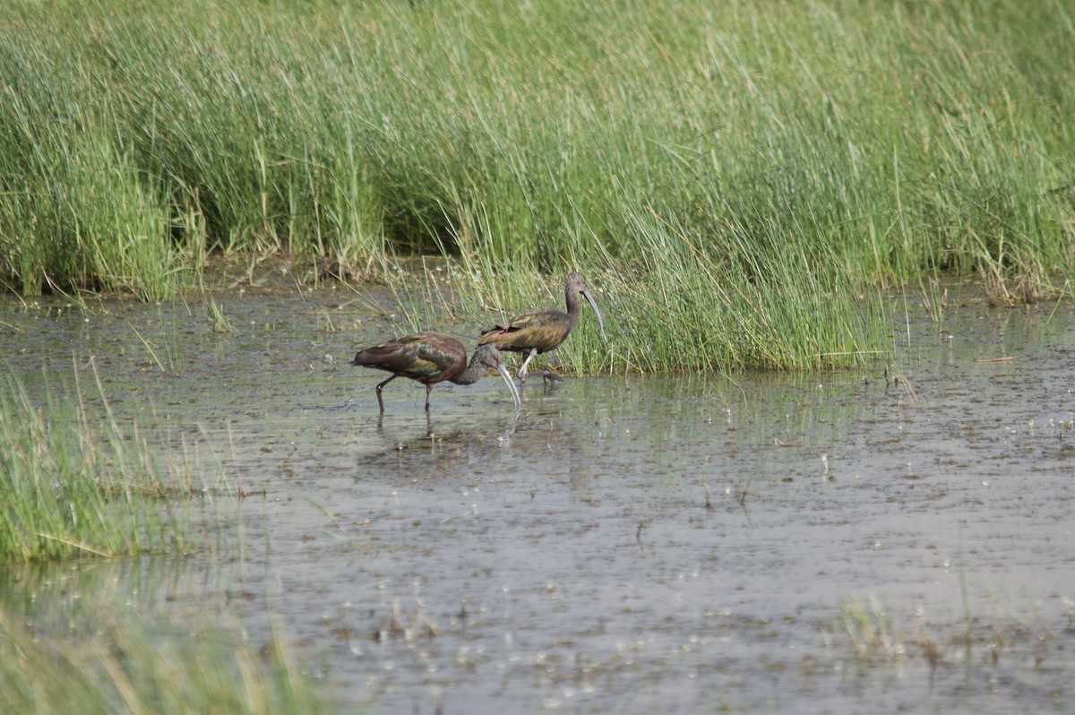 White-faced Ibis - ML253187261