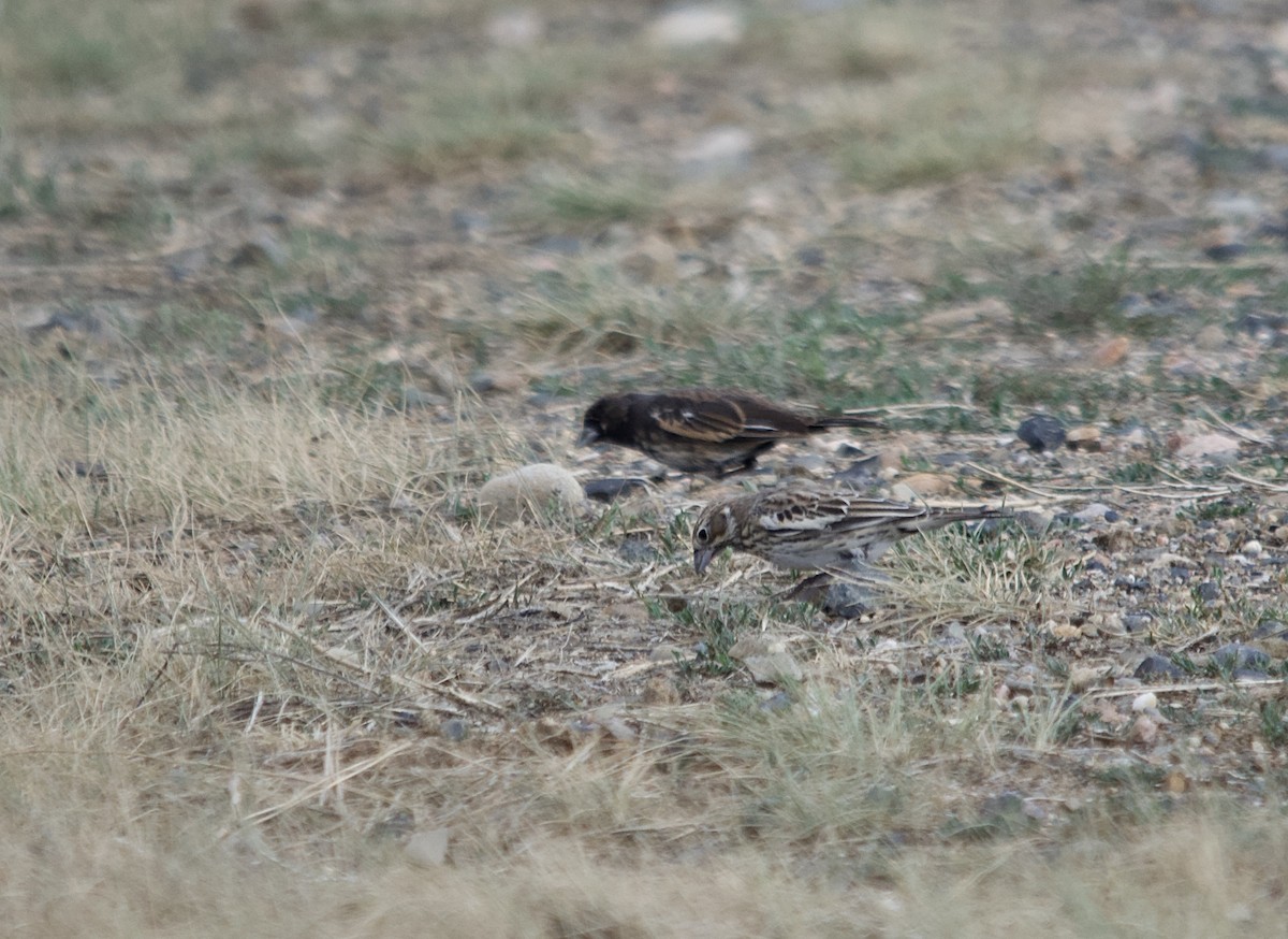 Lark Bunting - ML253187311