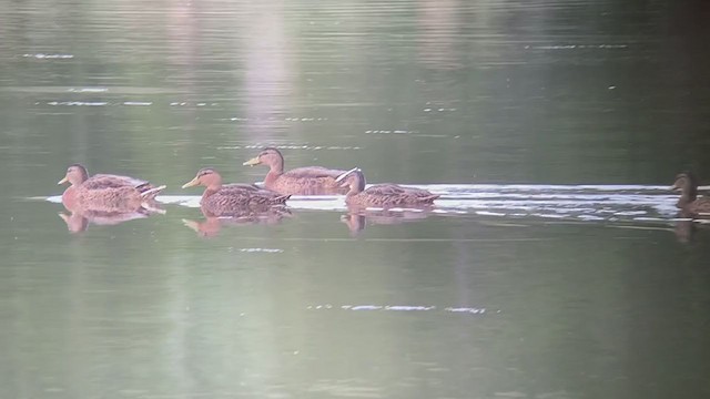 Mexican Duck - ML253188631