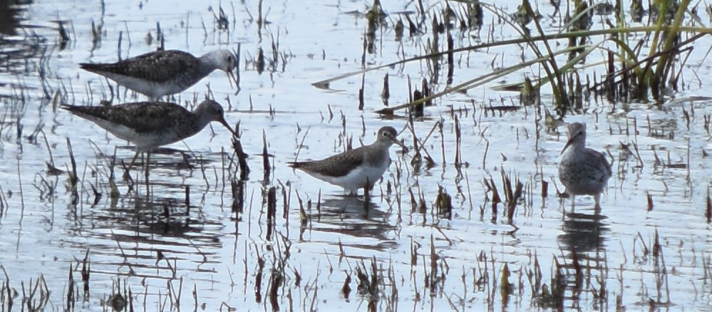 Solitary Sandpiper - ML253188741