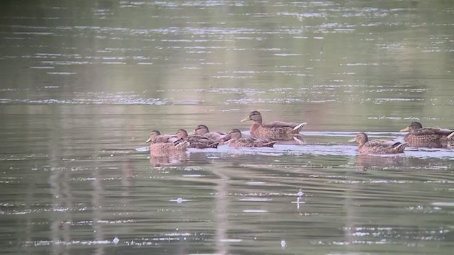 Mexican Duck - ML253188751