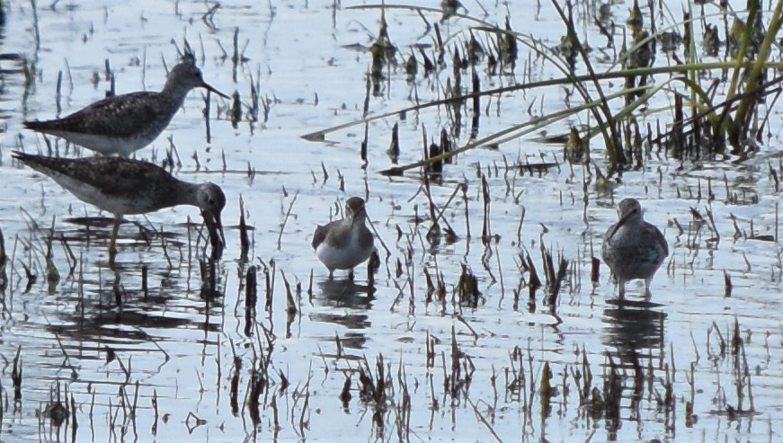 Solitary Sandpiper - ML253188781