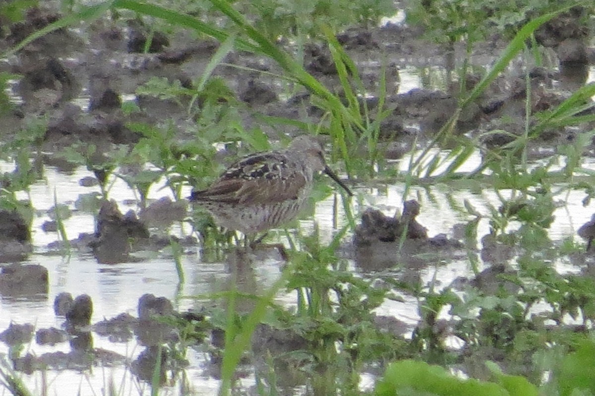 Stilt Sandpiper - Beth Lenoble