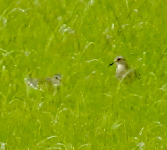 Baird's Sandpiper - ML253189741