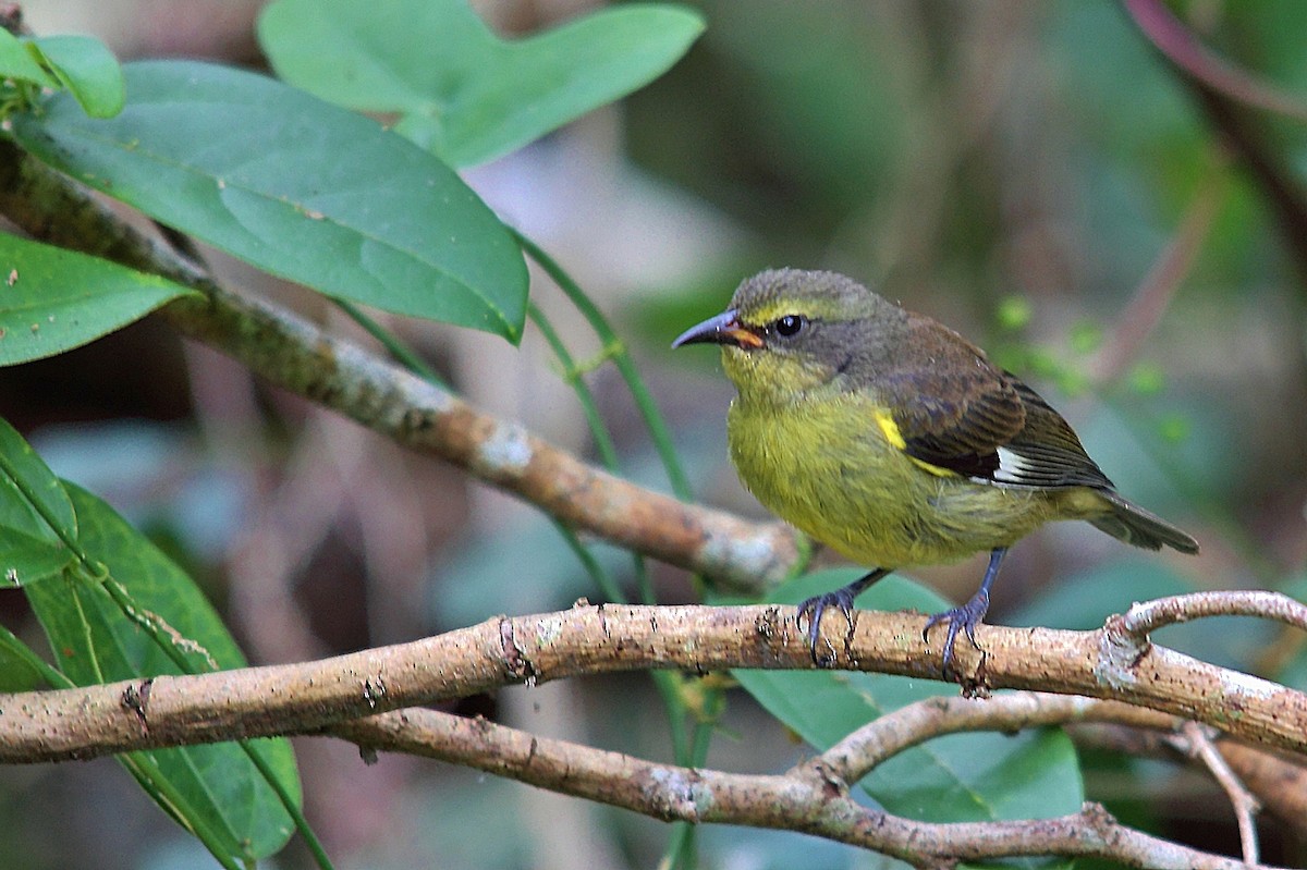 Bananaquit - Adrián Braidotti