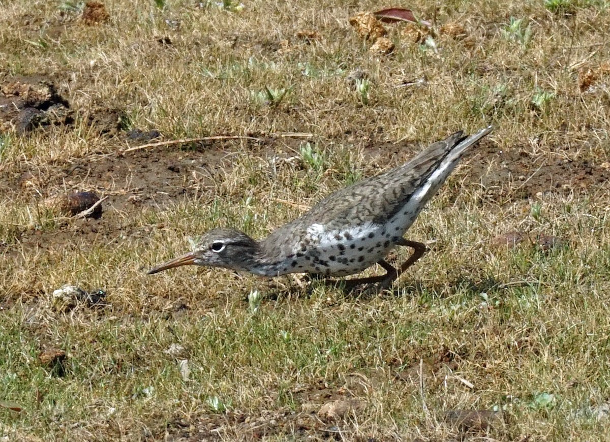 Spotted Sandpiper - ML253193701