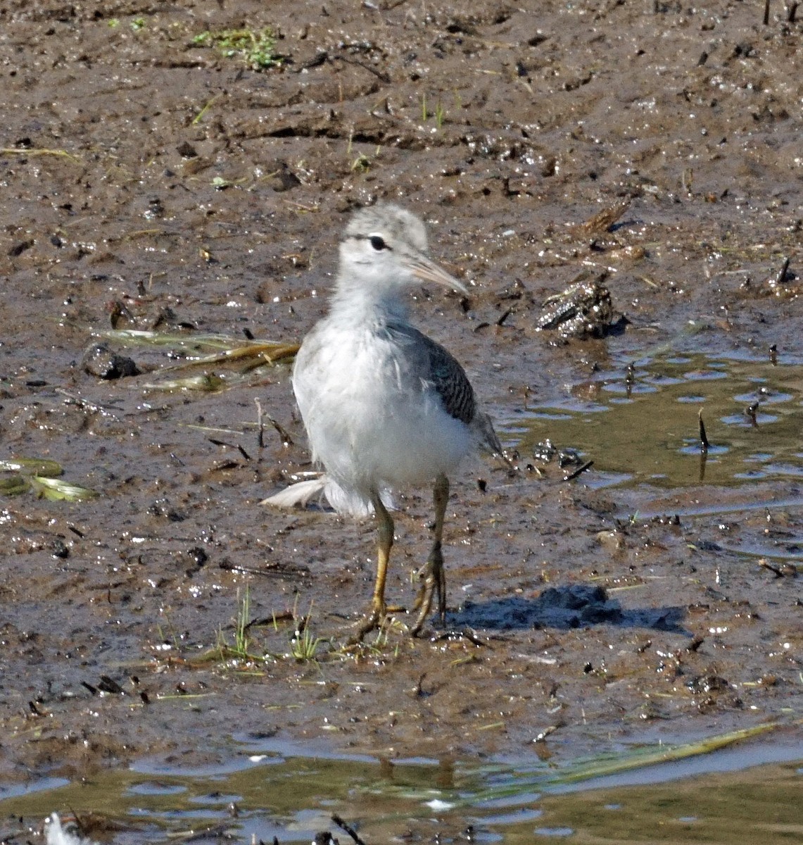 Spotted Sandpiper - ML253193841