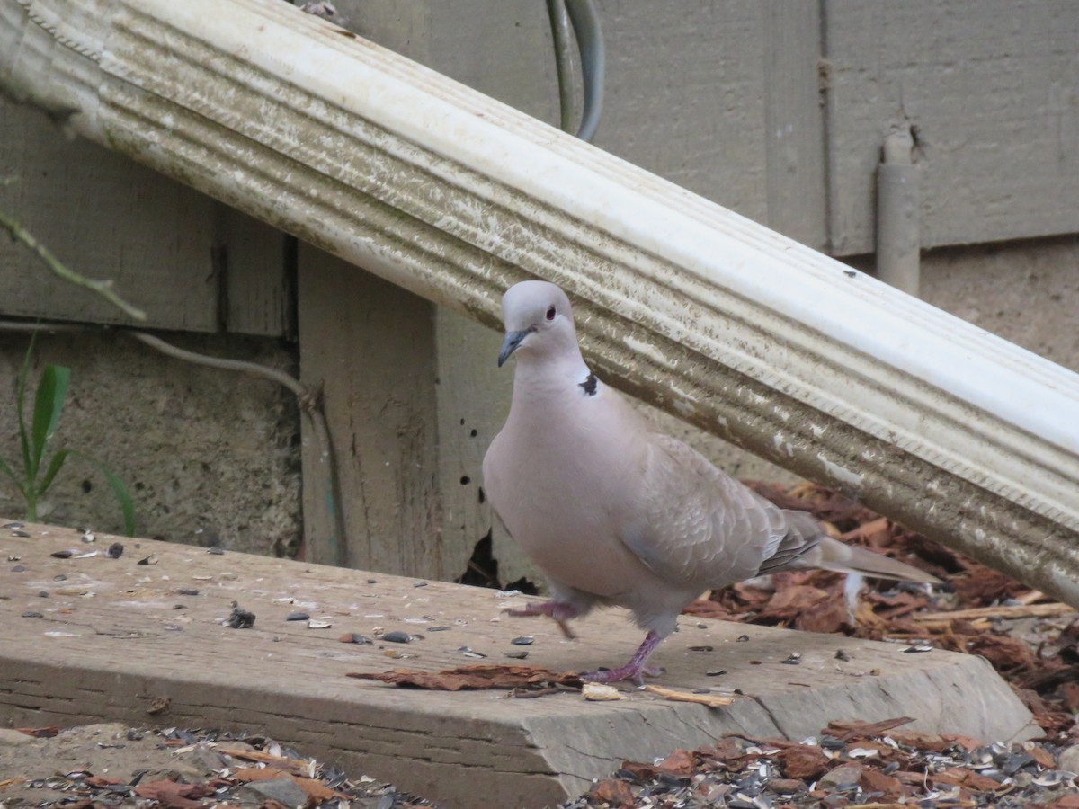 Eurasian Collared-Dove - Elizabeth Laver-Holencik