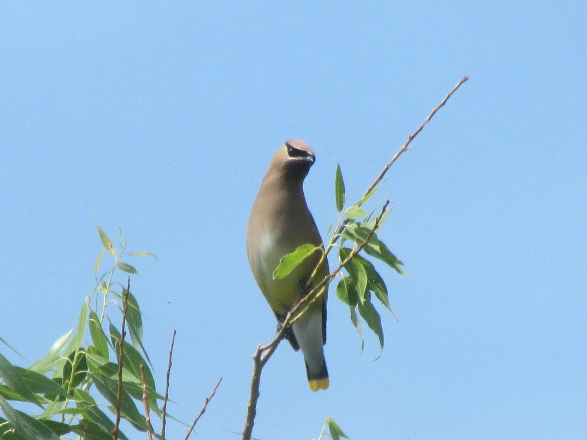 Cedar Waxwing - ML253194861