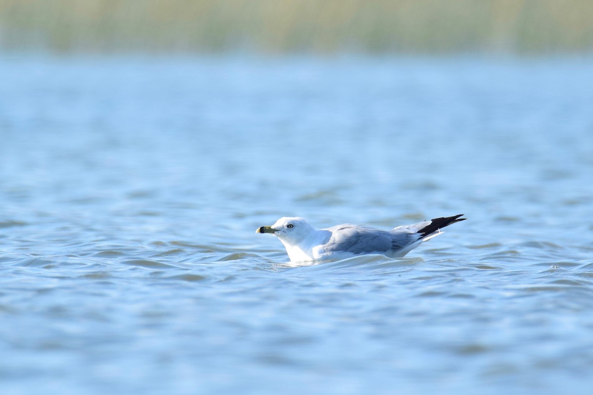 Ring-billed Gull - Ben  Lucking