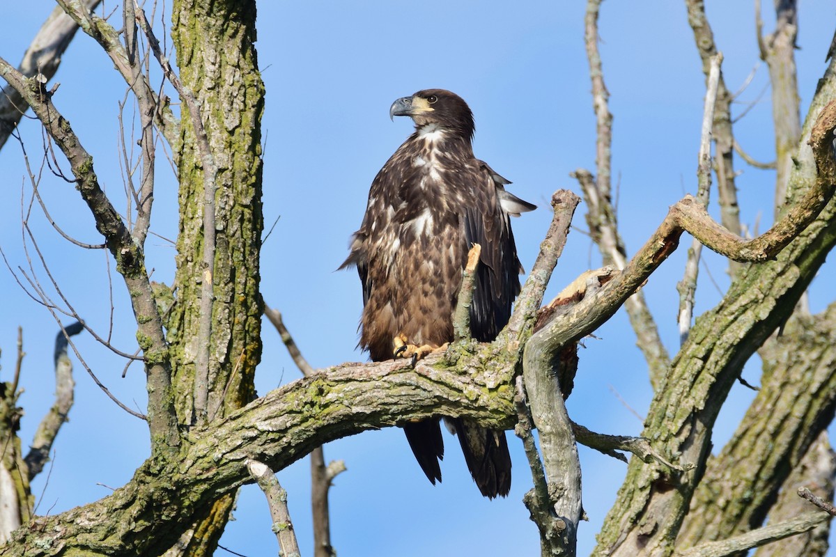 Bald Eagle - ML253195491