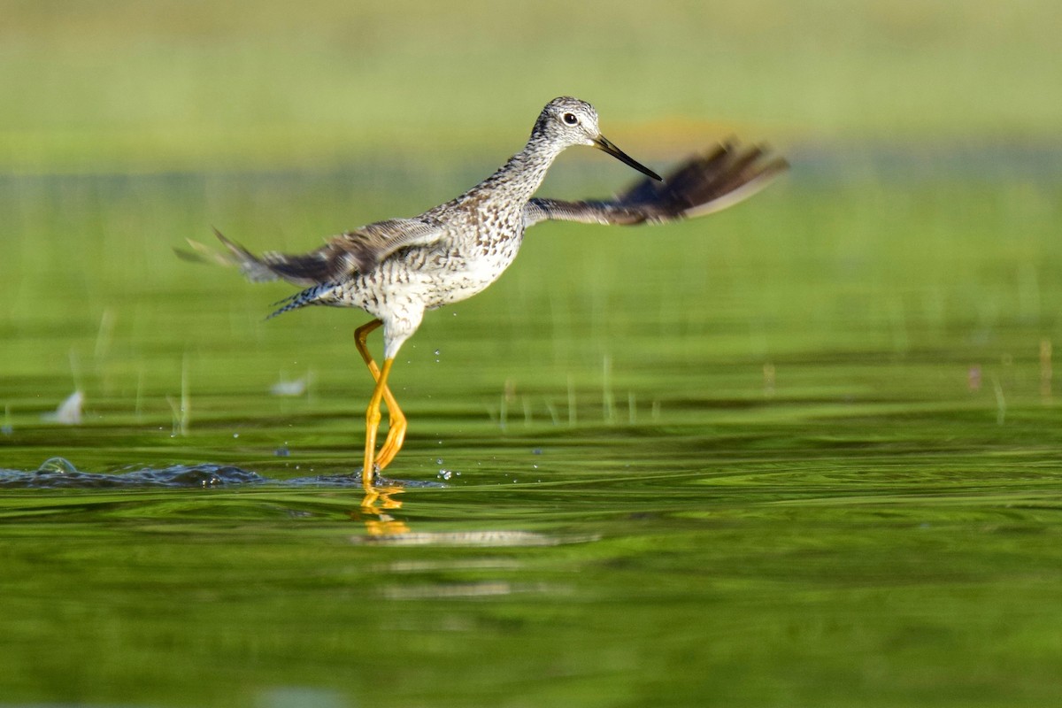 Greater Yellowlegs - Ben  Lucking