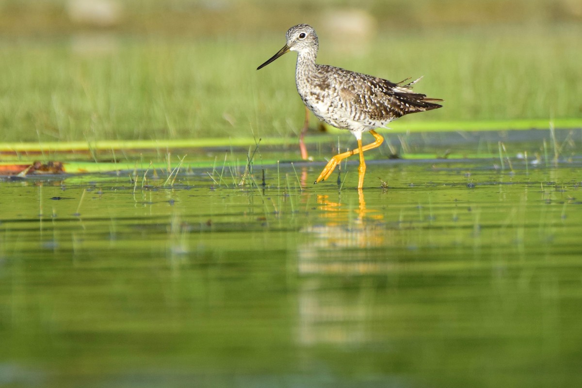 Greater Yellowlegs - ML253196311