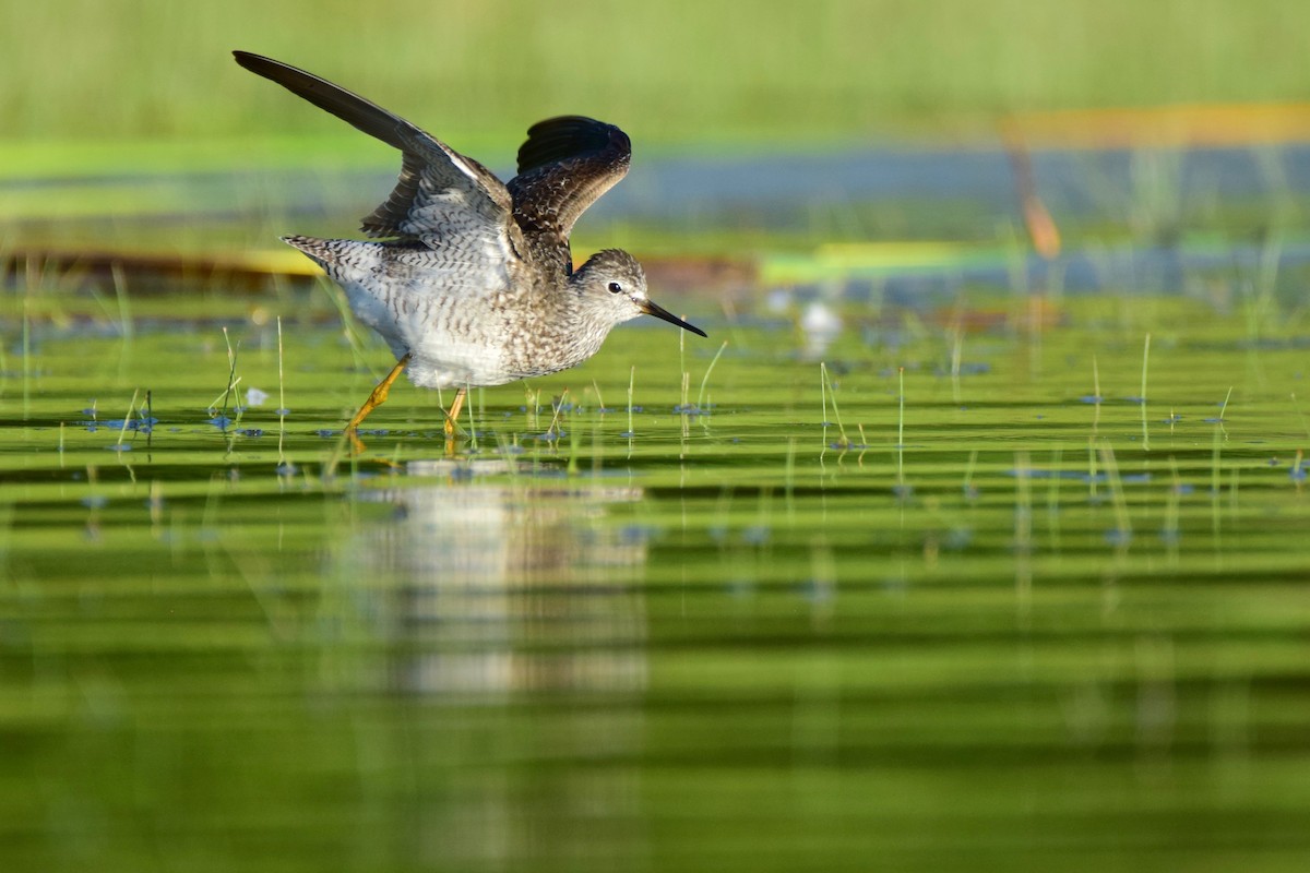 Lesser Yellowlegs - ML253196591