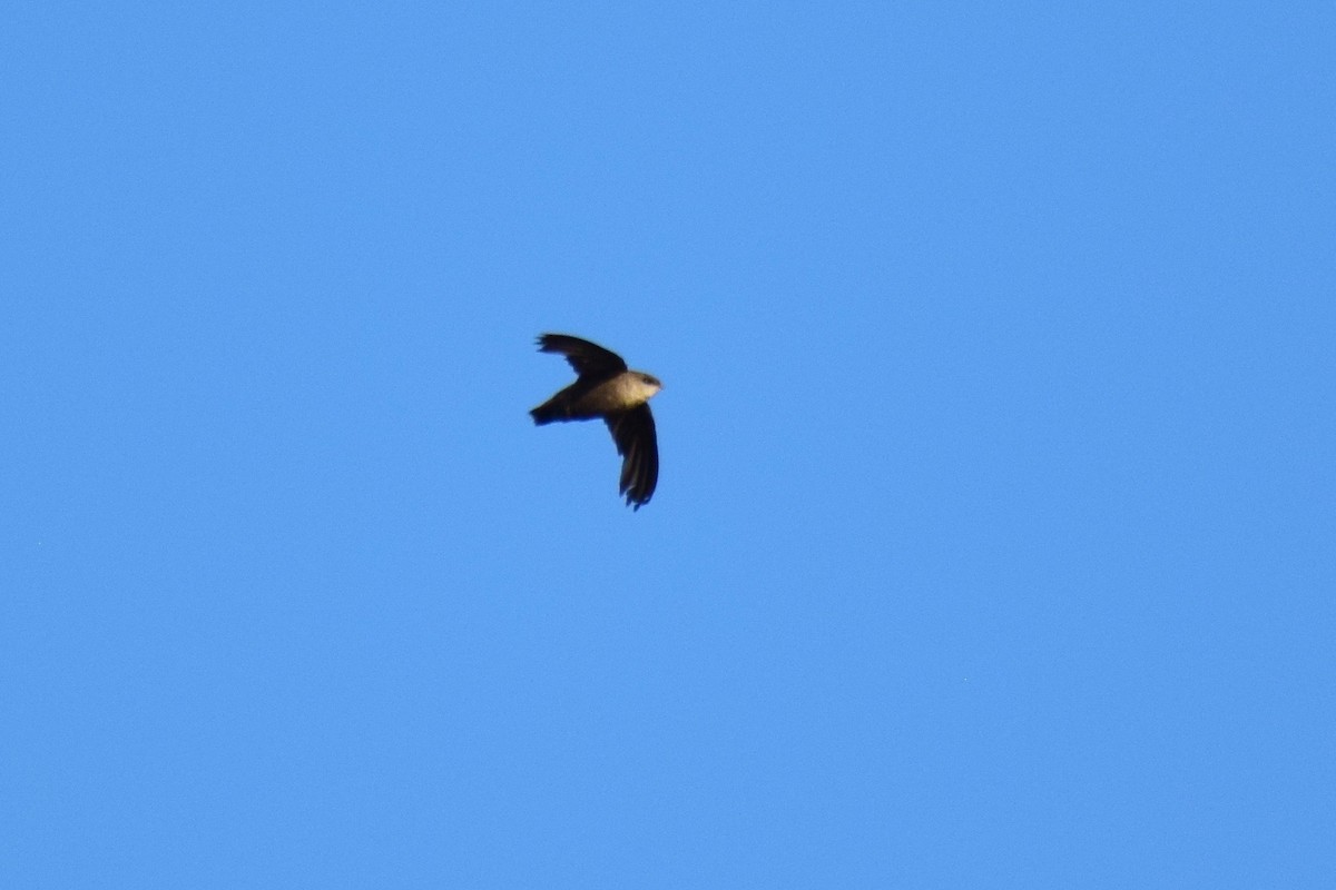 Chimney Swift - ML253196651