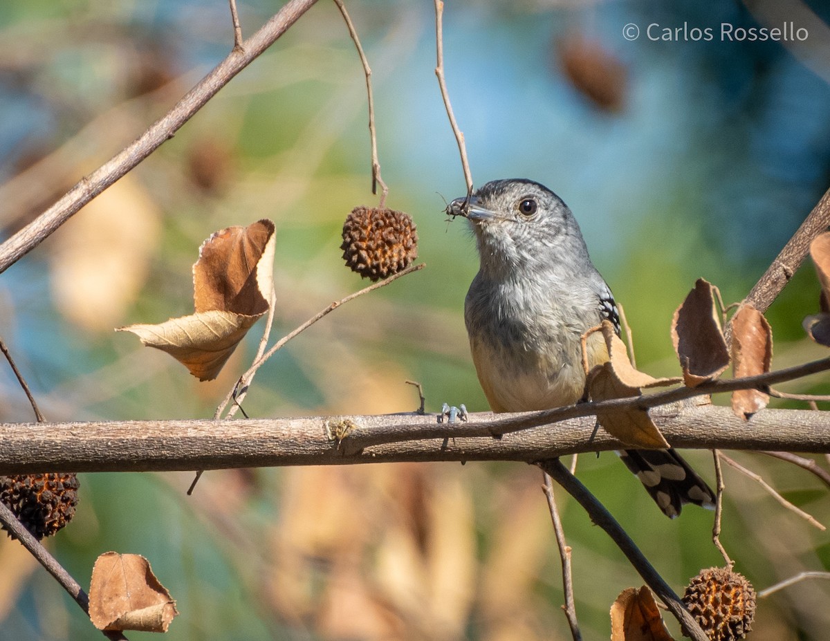 Variable Antshrike - ML253199061