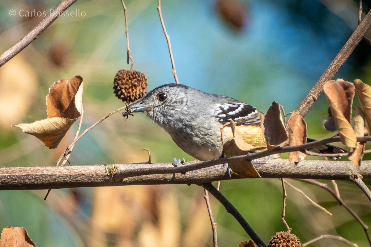 Variable Antshrike - ML253199091