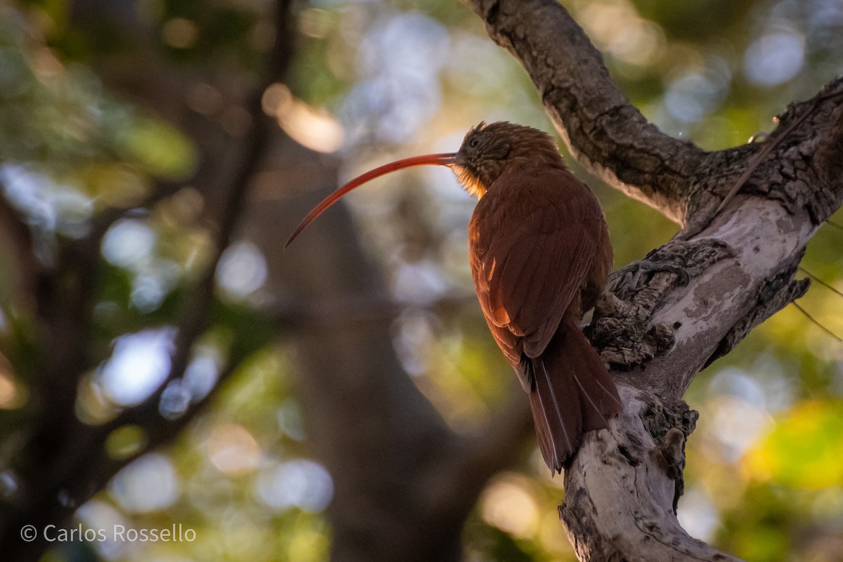 Red-billed Scythebill - Carlos Rossello