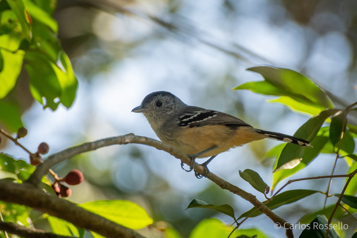 Variable Antshrike - ML253199551