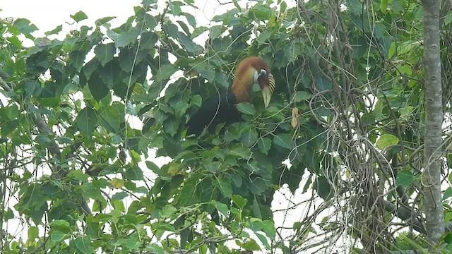 Narcondam Hornbill - ML253199581