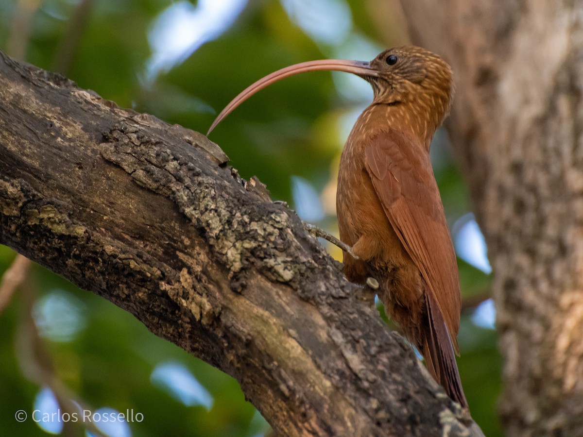 Red-billed Scythebill - Carlos Rossello