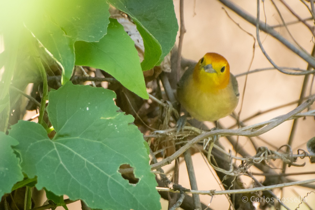 Orange-headed Tanager - Carlos Rossello