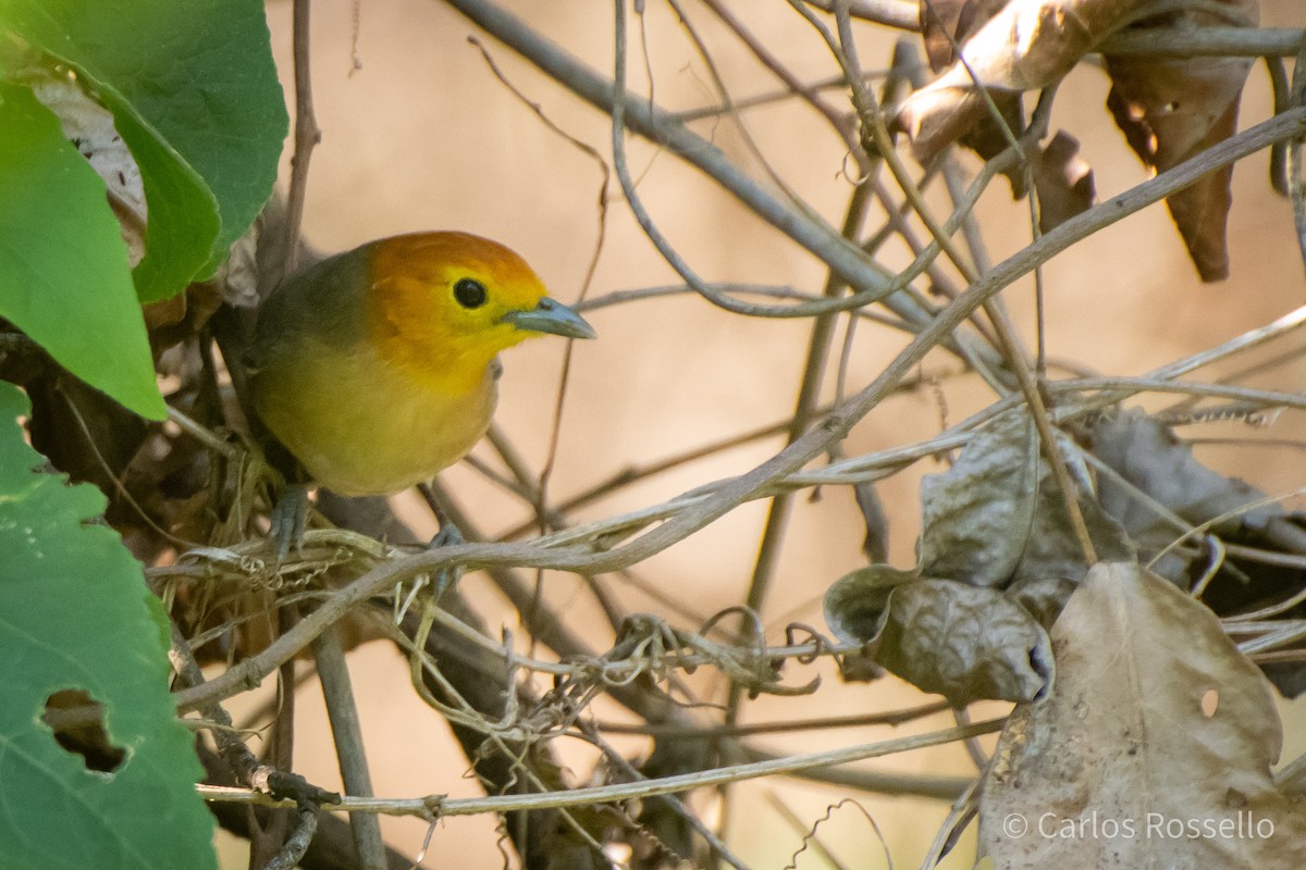 Orange-headed Tanager - Carlos Rossello