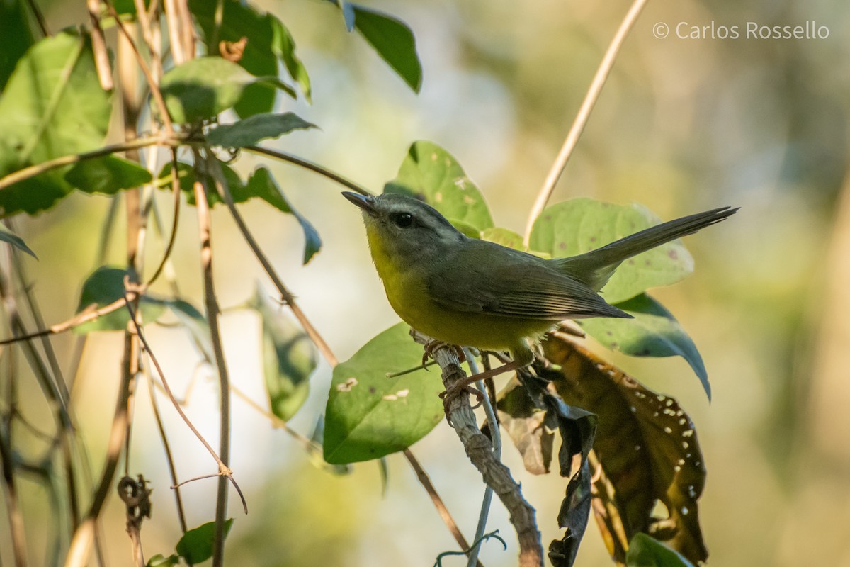 Golden-crowned Warbler - ML253200201