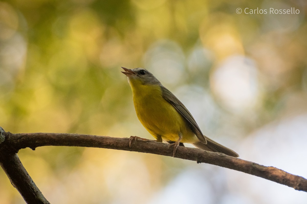 Golden-crowned Warbler - ML253200321