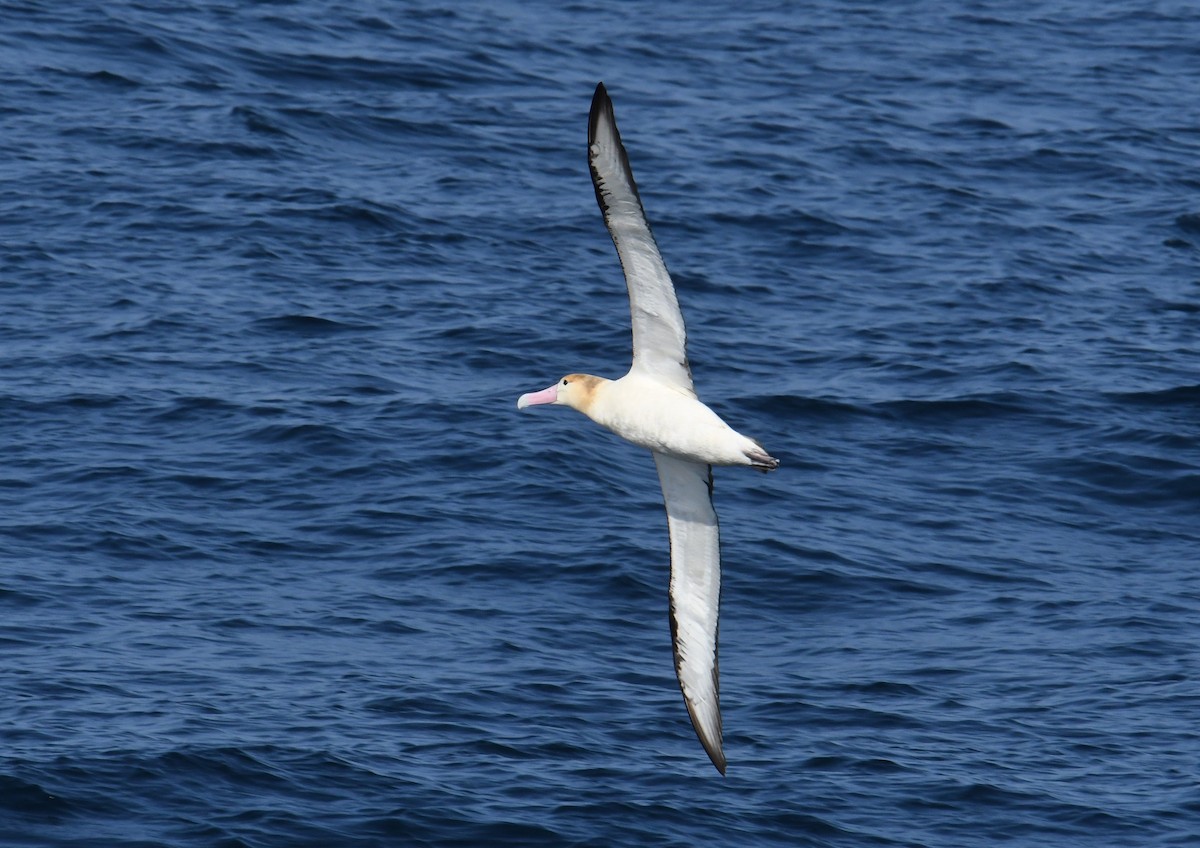 Short-tailed Albatross - Fumihiro SEMBA