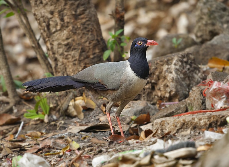 Coral-billed Ground-Cuckoo - ML253204771