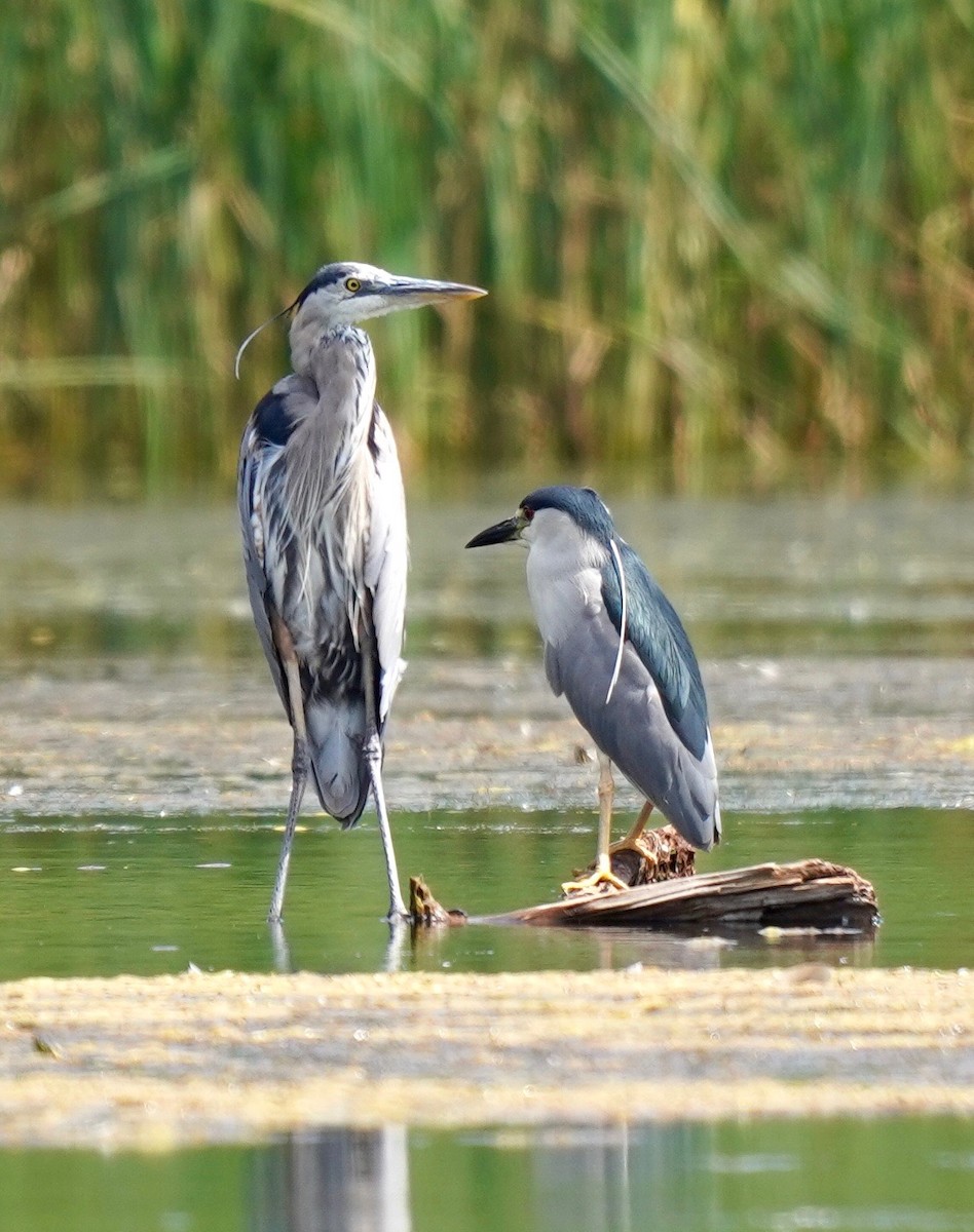 Black-crowned Night Heron - Sibylle Hechtel