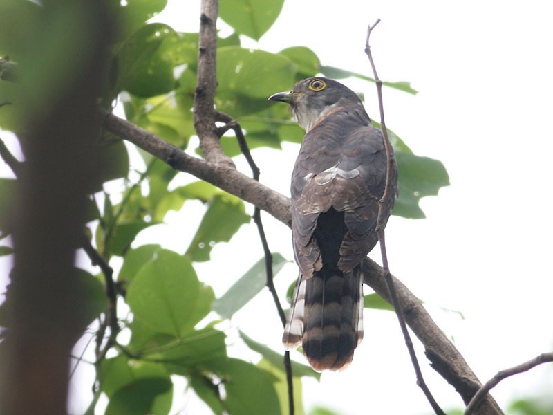 Hodgson's Hawk-Cuckoo - ML253205291