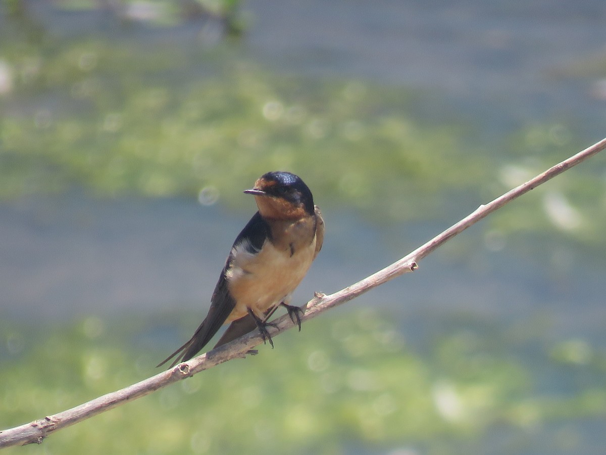 Golondrina Común - ML253205731