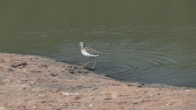 Wood Sandpiper - ML253206141