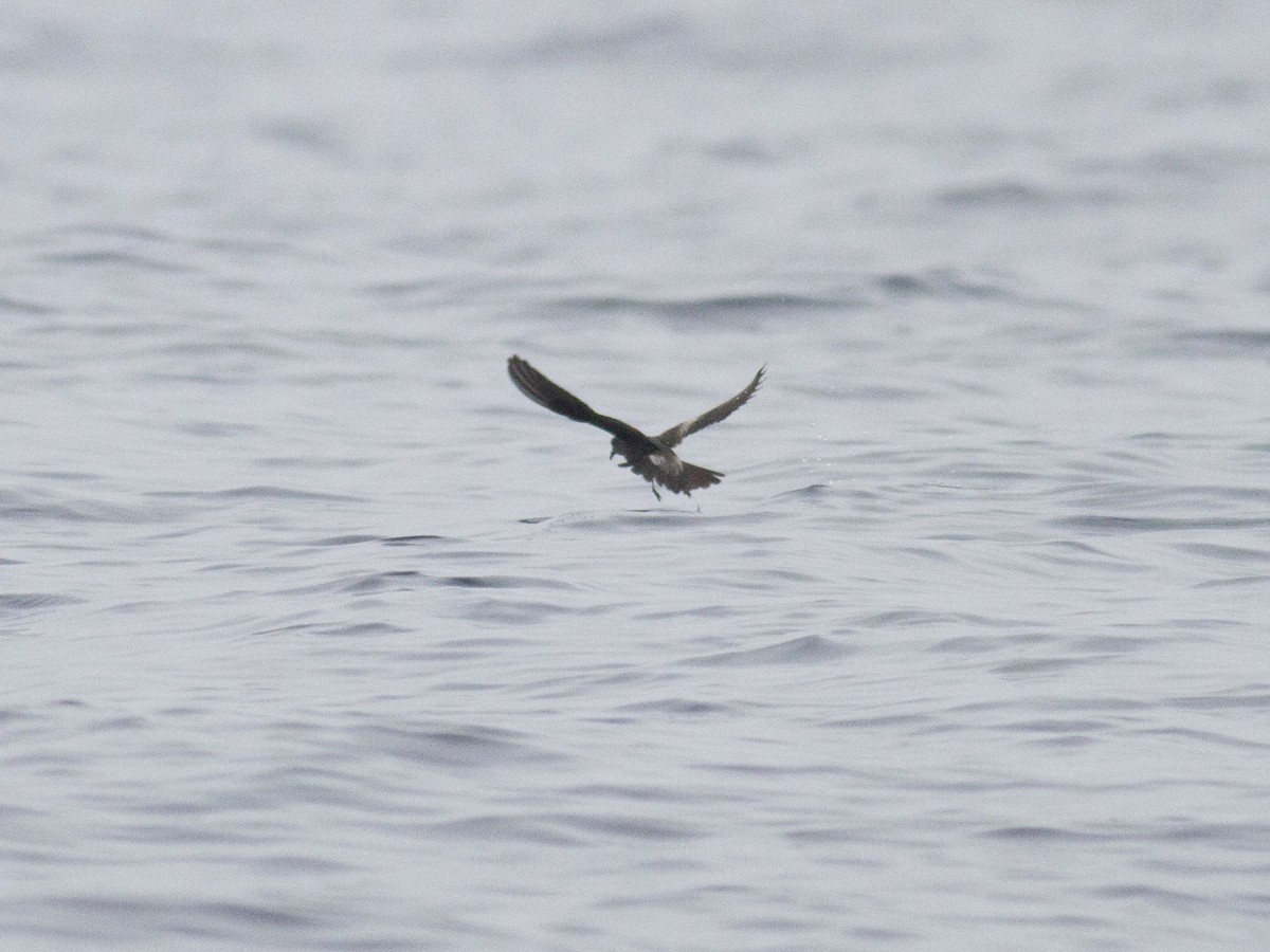 Leach's Storm-Petrel (Chapman's) - ML253206231