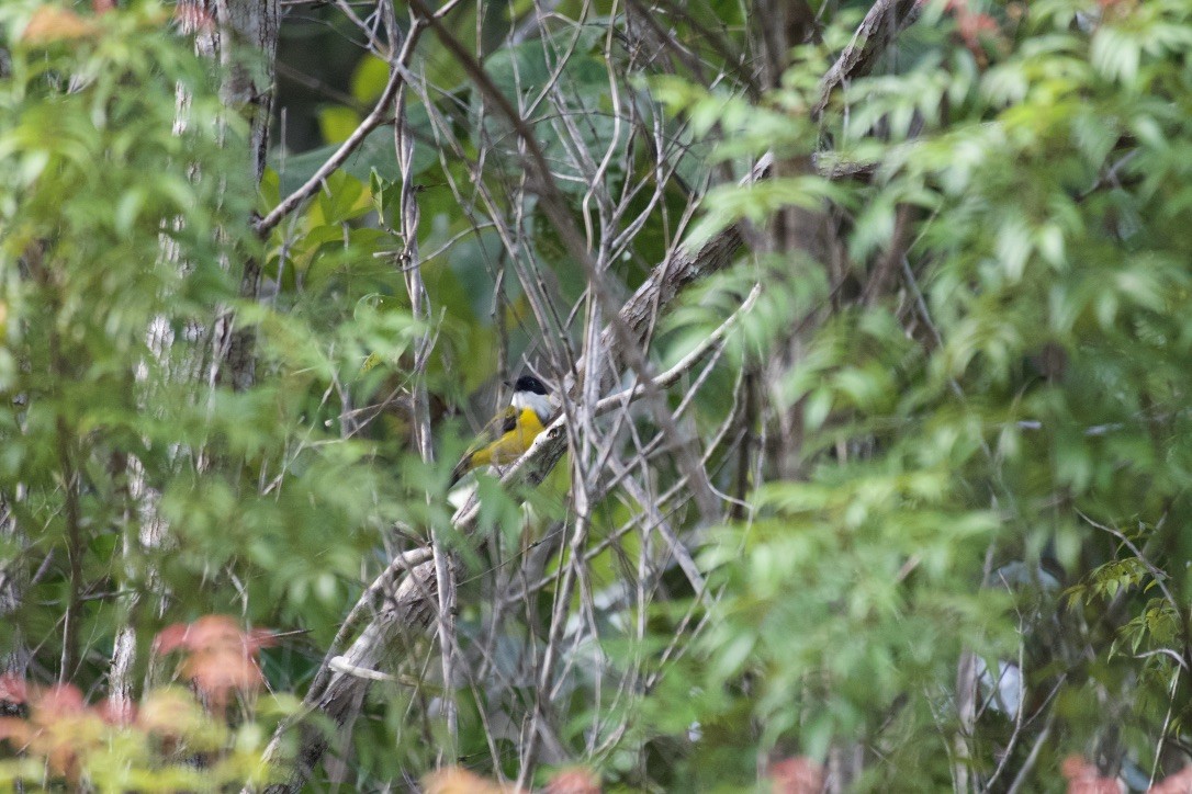 Black-chinned Whistler - ML253206381